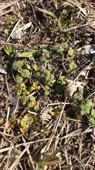 Lamium amplexicaule