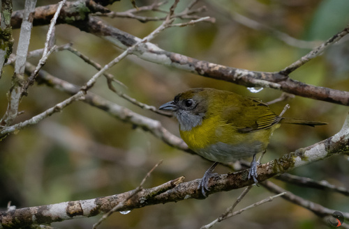 Ashy-throated Chlorospingus (Chlorospingus canigularis), photo 3