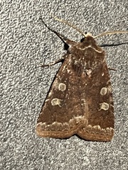 Cerastis tenebrifera