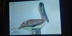 Pelecanidae
