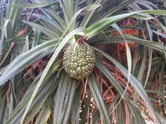 Pandanus odorifer