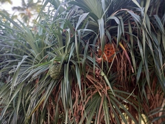 Pandanus odorifer