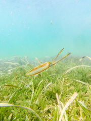 Sepioteuthis sepioidea