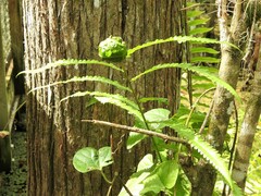 Cyclosorus interruptus