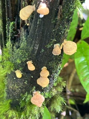Favolaschia calocera