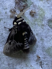 Megalopyge albicollis