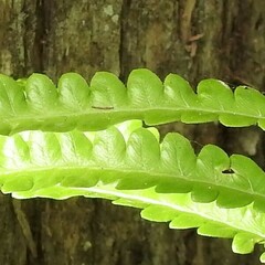 Cyclosorus interruptus