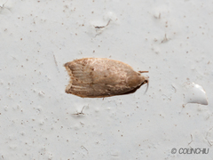Scythropiodes