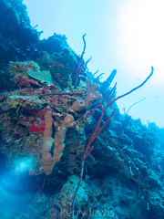 Amphimedon compressa