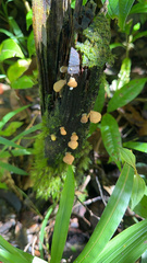 Favolaschia calocera