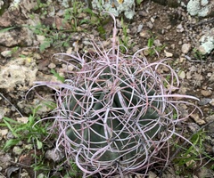 Ferocactus cylindraceus