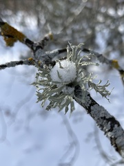 Ramalina americana