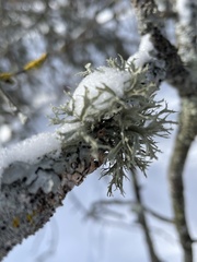Ramalina americana