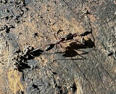 Odontomachus haematodus