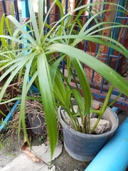 Rhapis excelsa