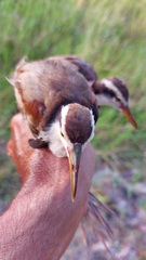 Jacana jacana