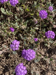 Abronia villosa