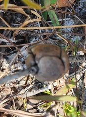 Disholcaspis quercusvirens