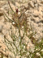 Porophyllum gracile