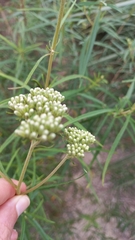 Grazielia