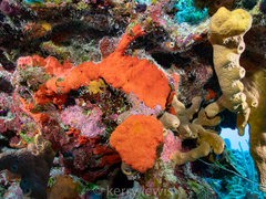 Spirastrella hartmani