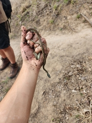 Thamnophis proximus rubrilineatus