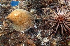 Isognomon perna