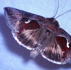 Anagrapha falcifera