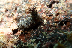 Holothuria cinerascens