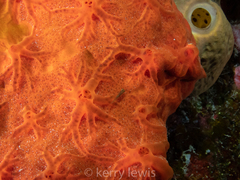 Spirastrella hartmani