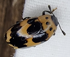 Ischyrus quadripunctatus