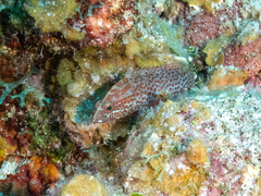 Cephalopholis cruentata