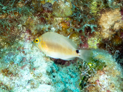 Hypoplectrus unicolor