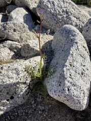 Gilia stellata