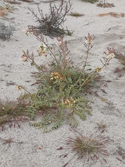 Chylismia