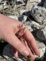 Gilia stellata