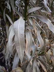 Nerium oleander
