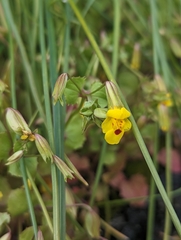 Erythranthe arvensis
