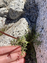 Gilia stellata