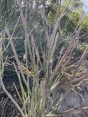 Euphorbia lomelii