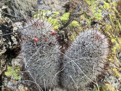 Mammillaria grahamii