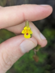 Erythranthe arvensis