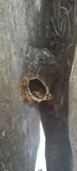 Tetragonisca angustula