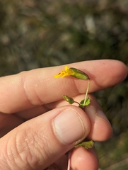 Erythranthe arvensis