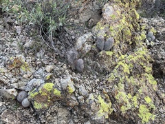 Mammillaria grahamii