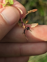 Erythranthe arvensis