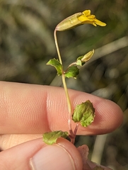 Erythranthe arvensis