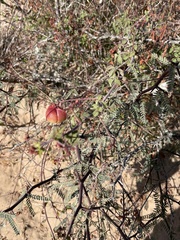 Cardiospermum corindum