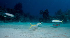 Mulloidichthys martinicus