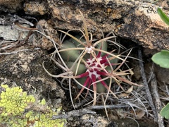Ferocactus cylindraceus